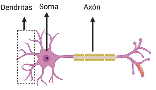 Estructura de una neurona biológica: dendritas que reciben señales, soma que las integra, axón que transmite la salida y sinapsis que conecta con otras neuronas